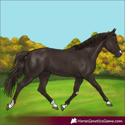 Horse Color:Liver Chestnut 