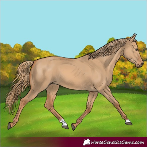 Horse Color:Red Dun