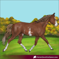 Horse Color:Chestnut Sabino Splash