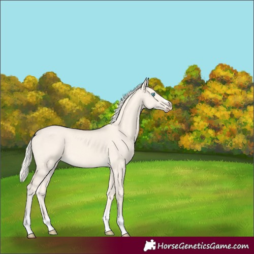 Horse Color:Unknown 