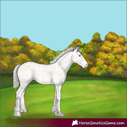 Horse Color:Cremello Appaloosa 