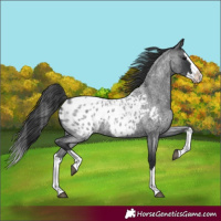 Horse Color:Blue Roan Splash Appaloosa