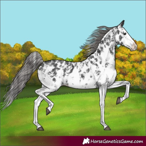 Horse Color:Black Sabino Splash Near Leopard 