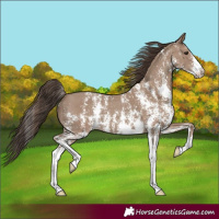 Horse Color:Classic Champagne Sabino