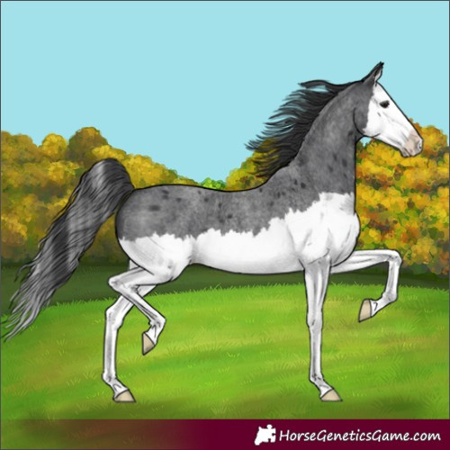 Horse Color:Blue Roan Splash 
