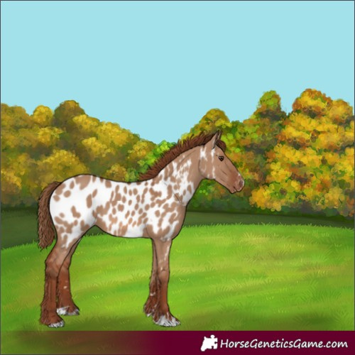 Horse Color:Red Dun Near Leopard 