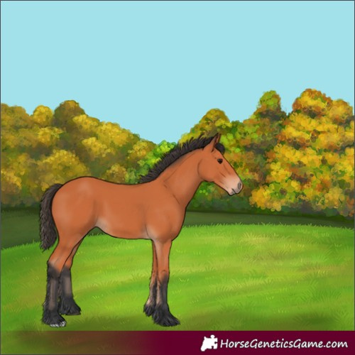Horse Color:Bay 