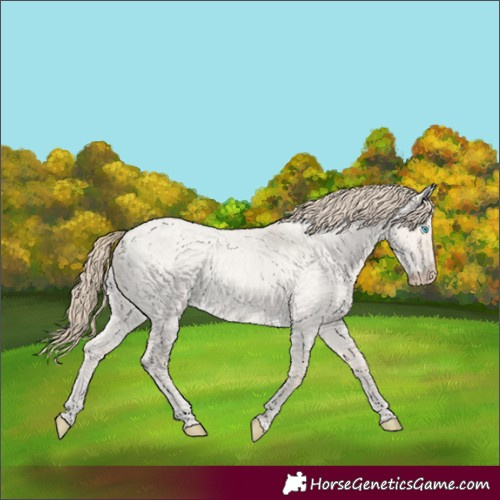Horse Color:Smoky Creme Roan Dun 