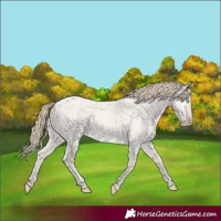 Horse Color:Smoky Creme Roan Dun 
