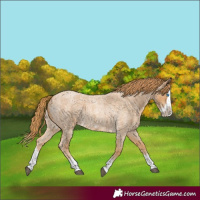 Horse Color:Red Roan Splash Frame 