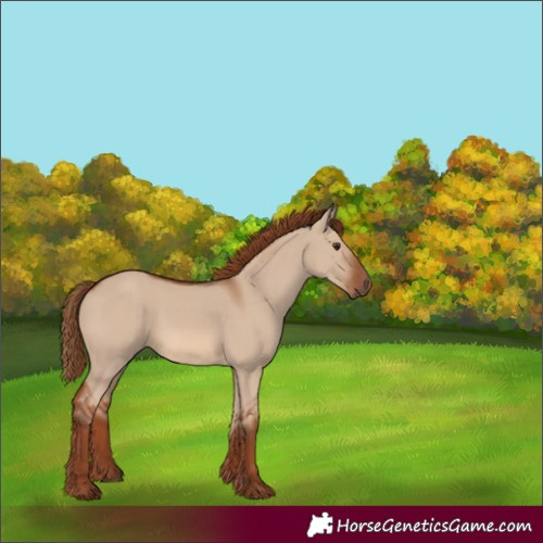 Horse Color:Red Dun 