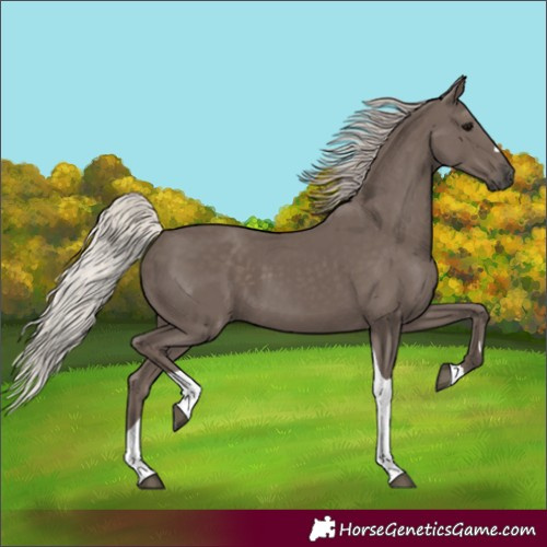 Horse Color:Silver Black Tobiano 