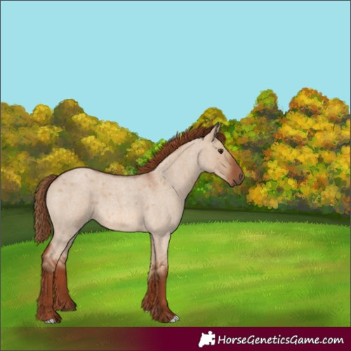 Horse Color:Red Dun Roan 