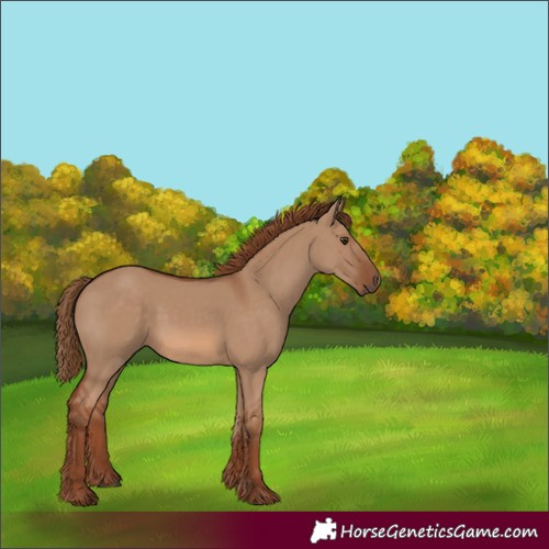 Horse Color:Red Dun 