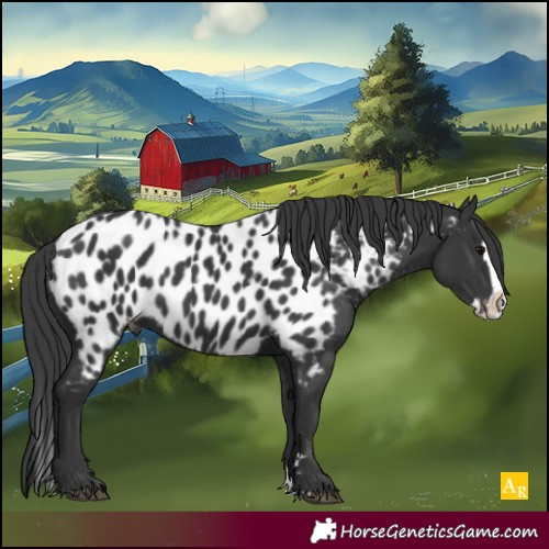 Horse Color:Black Splash Near Leopard 