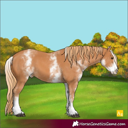 Horse Color:White Spotted Chestnut 
