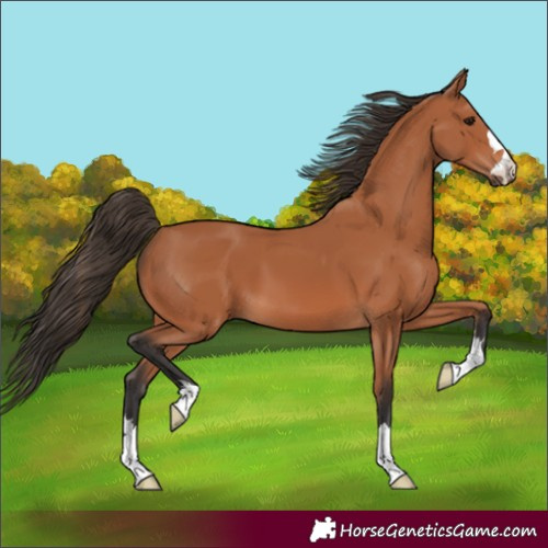 Horse Color:Bay 