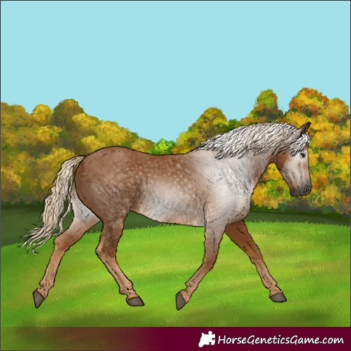 Horse Color:Gray Palomino 