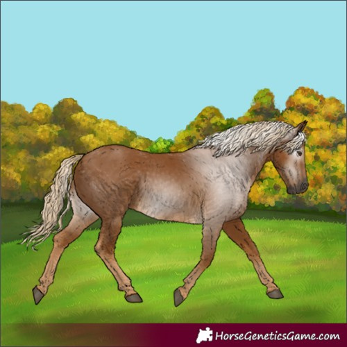 Horse Color:Gray Palomino 