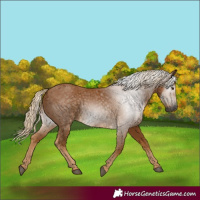 Horse Color:Gray Palomino