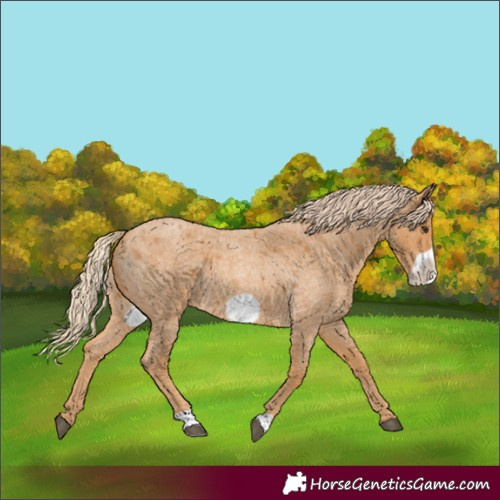 Horse Color:Red Roan Frame 