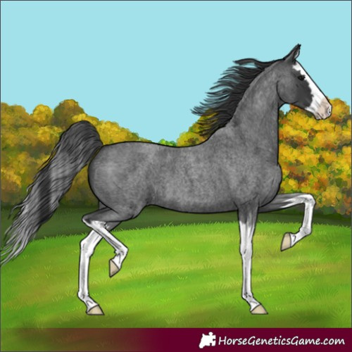 Horse Color:Blue Roan Splash 