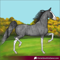 Horse Color:Blue Roan Splash