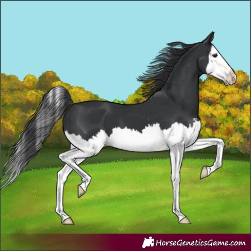 Horse Color:Black Splash 