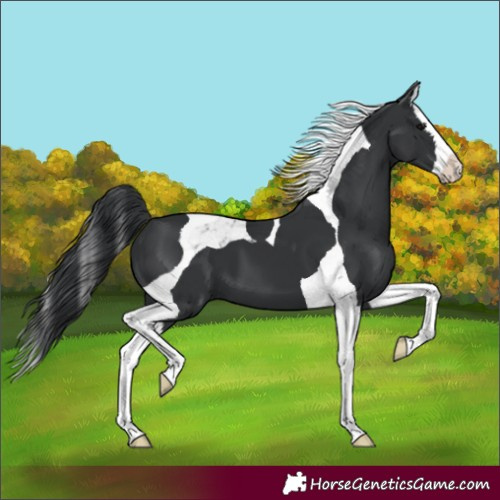 Horse Color:Black Splash Tobiano 