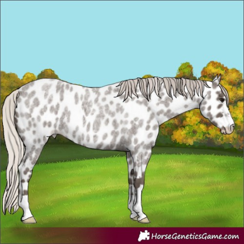 Horse Color:Silver Blue Roan Leopard 