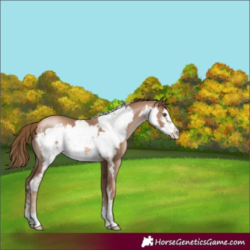 Horse Color:Liver Chestnut Pearl Frame 