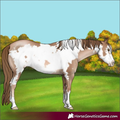 Horse Color:Liver Chestnut Pearl Frame 