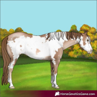 Horse Color:Liver Chestnut Pearl Frame 