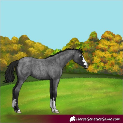 Horse Color:Gray Blue Roan 