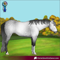 Horse Color:Gray Blue Roan 