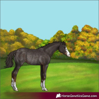 Horse Color:Liver Chestnut Rabicano 