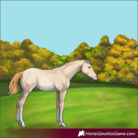 Horse Color:Buckskin Pearl 