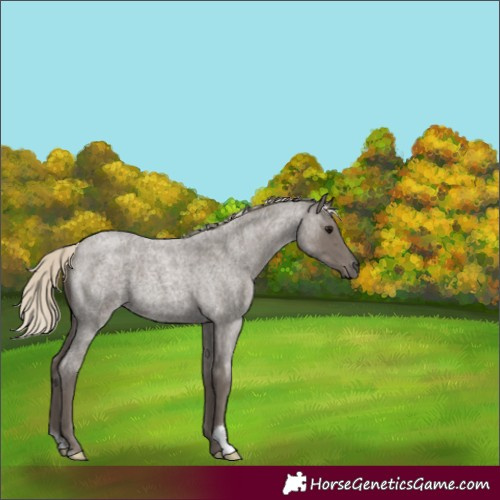 Horse Color:Silver Smoky Blue Roan 