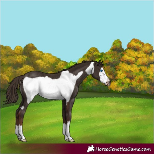 Horse Color:Liver Chestnut Frame Rabicano