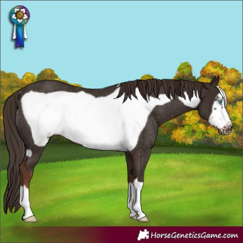 Horse Color:Liver Chestnut Frame Rabicano 