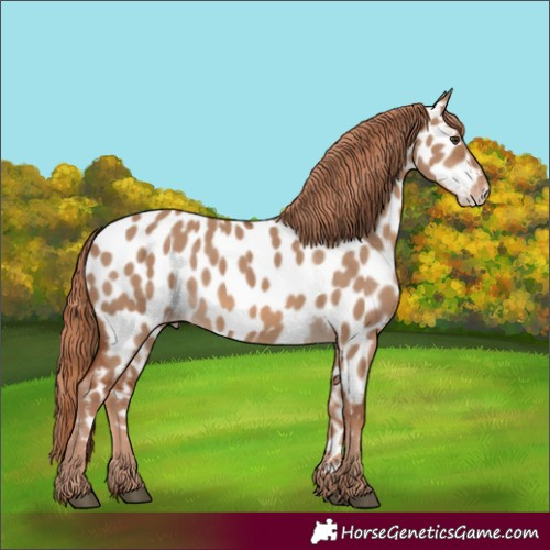 Horse Color:Red Dun Near Leopard