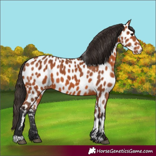 Horse Color:Bay Appaloosa 