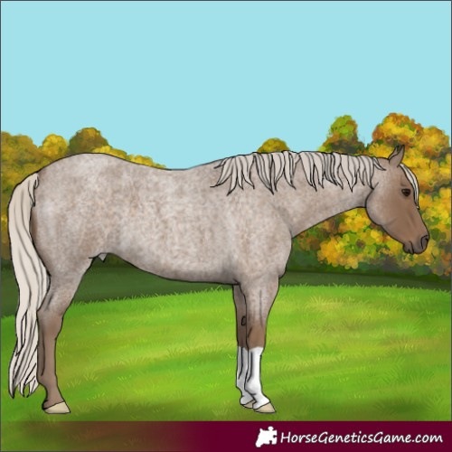 Horse Color:Silver Smoky Blue Roan 