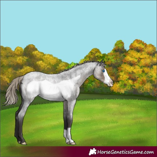 Horse Color:Silver Smoky Blue Roan Frame 