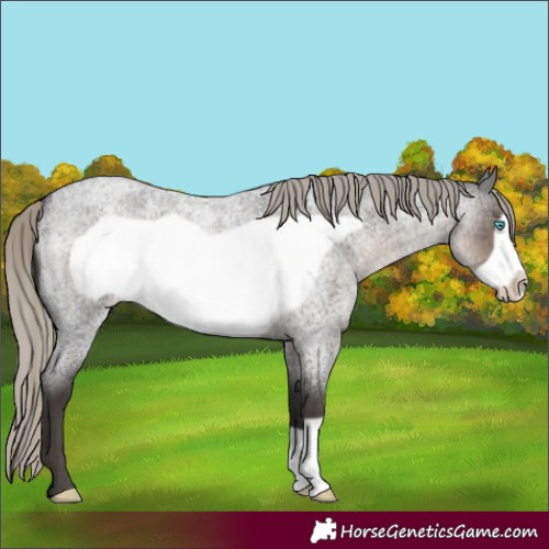 Horse Color:Silver Smoky Blue Roan Frame 