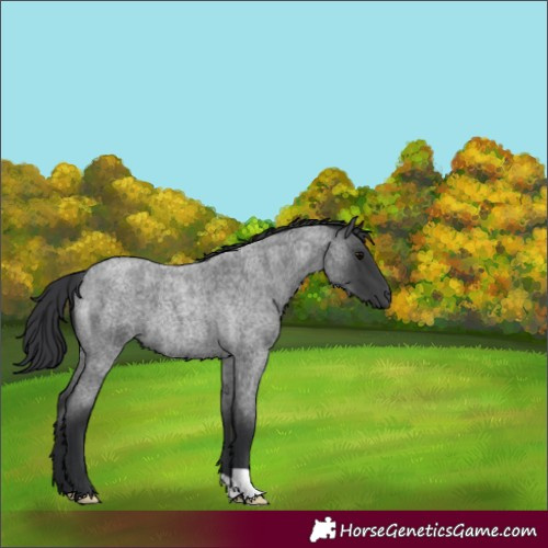 Horse Color:Blue Roan 
