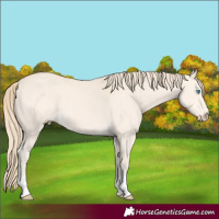Horse Color:Perlino 