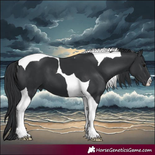 Horse Color:Black Tobiano