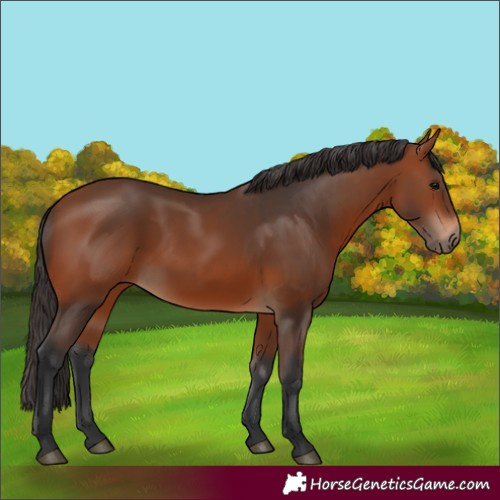 Horse Color:Unknown 