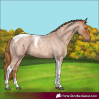 Horse Color:Red Roan Tobiano